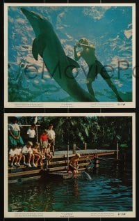 3d104 FLIPPER 5 color 8x10 stills 1963 great images of Luke Halpin & cool dolphin!