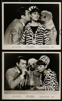 3d672 WILD & WONDERFUL 6 8x10 stills 1964 Kaufmann, Tony Curtis and his poodle Monsieur Cognac!