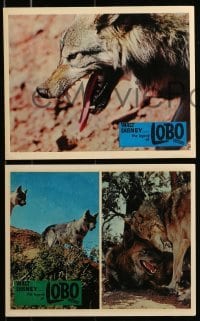 3d157 LEGEND OF LOBO 8 color English FOH LCs 1963 Disney, King of the Wolfpack, wildlife images!