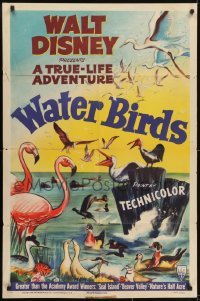 3y941 WATER BIRDS style A 1sh 1952 Walt Disney True Life Adventure, Pelicans & other avians!
