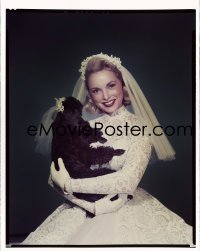 4d025 LIVING IT UP 8x10 transparency 1954 Janet Leigh c/u in wedding gown holding her cute dog!