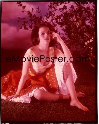 4d217 SPLENDOR IN THE GRASS 8x10 transparency 1961 sexiest seated portrait of young Natalie Wood!
