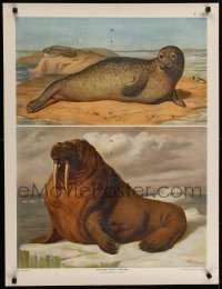 4r423 VERLAG CARL GEROLD'S SOHN 25x33 Austrian special poster 1886 seal & walrus by Th. Breidwiser!