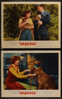 4w967 SEQUOIA 2 LCs R1953 pretty Jean Parker with great images of animals, mountain lion!