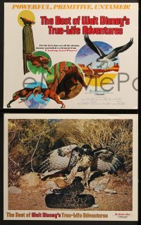 4w016 BEST OF WALT DISNEY'S TRUE-LIFE ADVENTURES 9 LCs 1975 powerful, primitive, cool animal images!