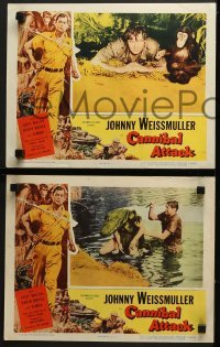 4w098 CANNIBAL ATTACK 8 LCs 1954 border art of Johnny Weissmuller w/knife + cool images!