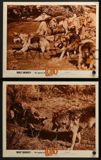 4w783 LEGEND OF LOBO 3 LCs 1963 Walt Disney, King of the Wolfpack, cool images of wolf being hunted!