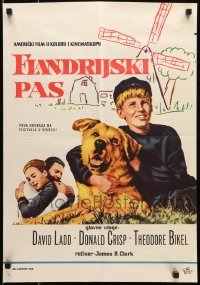 4y265 DOG OF FLANDERS Yugoslavian 19x27 1959 close up of David Ladd with his huge beloved dog!