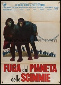 5j415 ESCAPE FROM THE PLANET OF THE APES Italian 1p 1971 different image of chained primates!