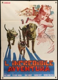 5j460 INCREDIBLE JOURNEY Italian 1p 1966 Disney, art of Bull Terrier, Siamese cat & Labrador Retriever!