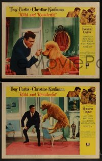 5w418 WILD & WONDERFUL 7 LCs 1964 wacky images of Tony Curtis, Christine Kaufmann, & Monsieur Cognac!