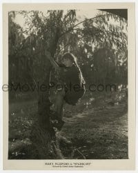 5x837 SPARROWS 8x10.25 still 1926 Mary Pickford 34 years old playing a teenage girl climbing tree!