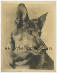 5x759 RIN-TIN-TIN deluxe 8x10 fan photo 1930s great portrait of the legendary German Shepherd dog!