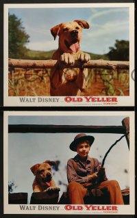 6w779 OLD YELLER 4 LCs R1974 Dorothy McGuire, Fess Parker, Tommy Kirk, Disney's most classic canine!