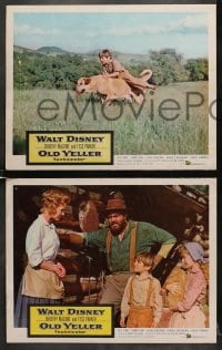 6w661 OLD YELLER 6 LCs 1957 Dorothy McGuire, Fess Parker, Tommy Kirk, Disney's most classic canine!