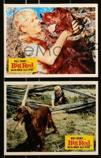 7d058 BIG RED 8 color English FOH LCs 1962 Disney, Walter Pigeon, Irish Setter dog, cool images!