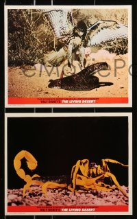 7d107 LIVING DESERT 8 color English FOH LCs 1953 first feature-length Disney True-Life adventure!