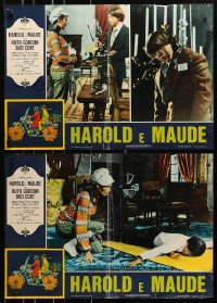 7f985 HAROLD & MAUDE group of 7 Italian 18x26 pbustas 1974 Gordon, Cort is equipped to deal w/life!