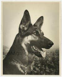 7h782 RIN-TIN-TIN deluxe 8x10 still 1920s best portrait of the famous dog star by Larry Lansburgh!