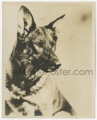 7h780 RIN-TIN-TIN 8x10 key book still 1920s the famous German Shepherd dog star with intense gaze!