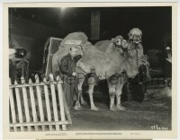 7h430 GREEN PASTURES candid 8x10 still 1936 director Marc Connelly with two camels for Noah's Ark!
