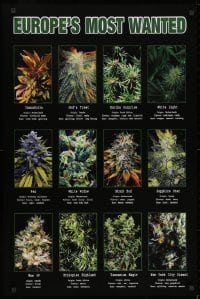 7r451 EUROPE'S MOST WANTED 24x36 English commercial poster 1990s several types of marijuana!