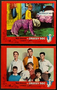 7z939 SHAGGY DOG 2 LCs 1959 Disney, Fred MacMurray in the funniest sheep dog story ever told!
