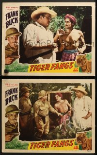 7z971 TIGER FANGS 2 LCs 1943 Sam Newfield directed, Frank Buck, great border image of Bengal tiger!