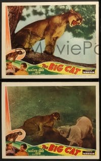 7z448 BIG CAT 7 LCs 1949 Lon McCallister & a crazed mountain lion who wants to kill!