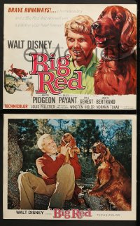 7z080 BIG RED 8 LCs 1962 Walt Disney, Walter Pigeon, Gilles Payant, Irish Setter dog!