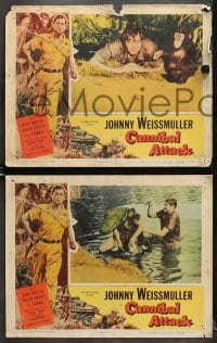 7z449 CANNIBAL ATTACK 7 LCs 1954 border art of Johnny Weissmuller w/knife + cool images!