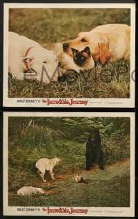 7z468 INCREDIBLE JOURNEY 7 LCs 1963 Disney, Bull Terrier, Siamese cat & Labrador Retriever!