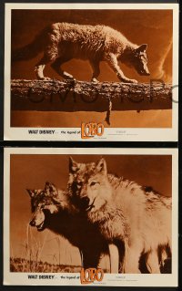7z541 LEGEND OF LOBO 6 LCs 1963 Walt Disney, King of the Wolfpack, cool images of wolf being hunted!