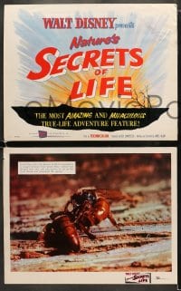7z355 SECRETS OF LIFE 8 LCs 1956 Disney's most amazing & miraculous True Life Adventure feature!