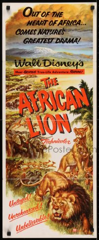 8g014 AFRICAN LION insert 1955 Walt Disney jungle safari documentary, cool animal artwork!