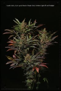 9g394 CANABIS INDICIA 24x36 Swiss commercial poster 1995 image of a marijuana plant by Grossmann!