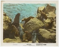 9h093 SEAL ISLAND color 8x10.25 still 1949 seals on rocks, Walt Disney True Life documentary!