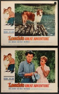 9k905 LASSIE'S GREAT ADVENTURE 2 LCs 1963 Lockhart, great images of most classic Collie dog!