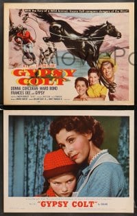 9k192 GYPSY COLT 8 LCs 1954 Ward Bond, pretty Frances Dee, young Donna Corcoran & wild stallion!