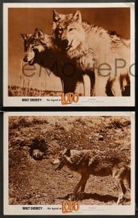 9k641 LEGEND OF LOBO 5 LCs 1963 Walt Disney, King of the Wolfpack, cool images of wolf being hunted!