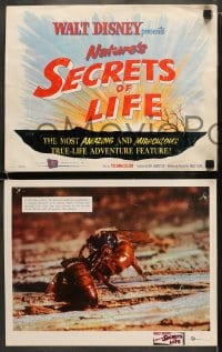 9k379 SECRETS OF LIFE 8 LCs 1956 Disney's most amazing & miraculous True Life Adventure feature!
