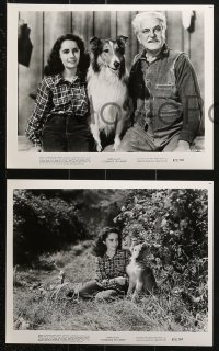 9s644 COURAGE OF LASSIE 6 8x10 stills R1972 great images of Elizabeth Taylor & the canine star!