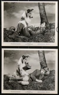 9s514 LASSIE COME HOME 8 8x10 stills R1971 young Roddy McDowall & his beloved heroic Collie!