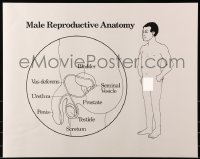 9w392 MALE REPRODUCTIVE ANATOMY 23x29 special poster 1990s art and info about the system!