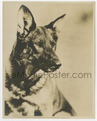 1a736 RIN-TIN-TIN deluxe 7.5x9.5 still 1920s the famous German Shepherd dog star with intense gaze!