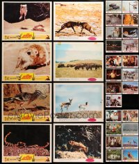 1s408 LOT OF 47 WALT DISNEY LOBBY CARDS 1960s-1970s incomplete sets from a variety of movies!