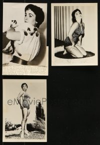 1s964 LOT OF 3 ELIZABETH TAYLOR 5X7 NEWS PHOTOS 1950s sexy swimsuit portraits & holding kittens!