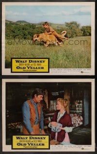 2r941 OLD YELLER 2 LCs 1957 Dorothy McGuire, Fess Parker, Tommy Kirk, Disney's most classic canine!