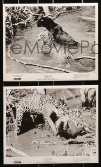 3a172 JUNGLE CAT 17 8x10 stills 1960 Disney, great action images of the mighty jaguar & crocodile!