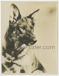 3h773 RIN-TIN-TIN deluxe 7.5x9.5 still 1920s the famous German Shepherd dog star with intense gaze!
